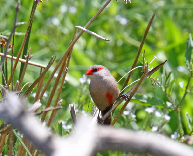 Common Waxbill_7948.jpg