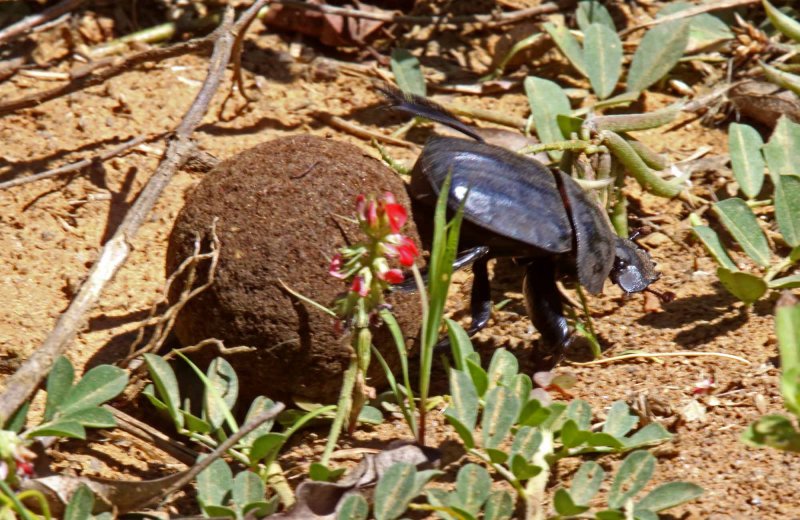 Dung Beetle_3116.jpg