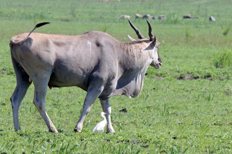 Common Eland_7934.jpg