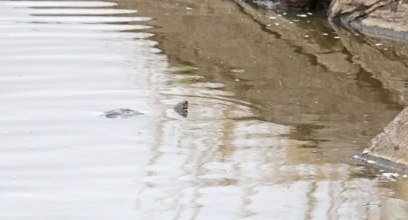 Serrated Hinged Terrapin_4289.jpg