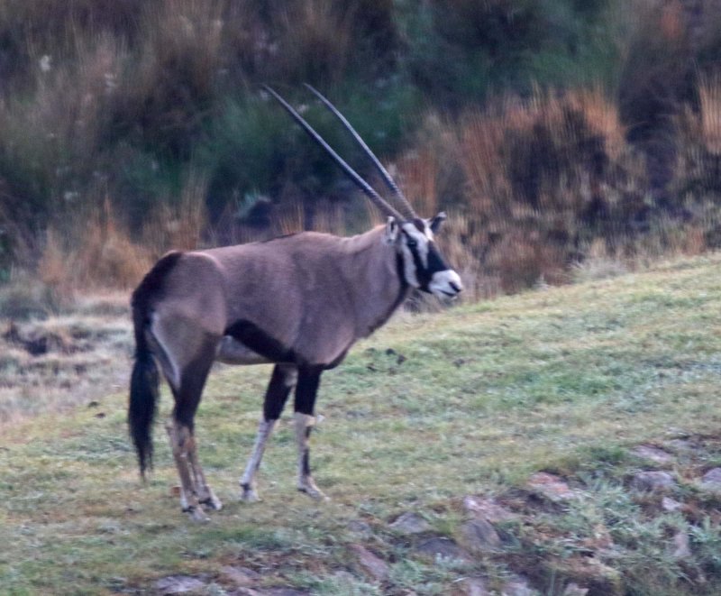 Gemsbok_6199.jpg