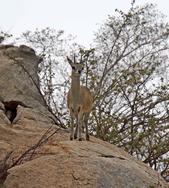 Klipspringer - male_2476.jpg