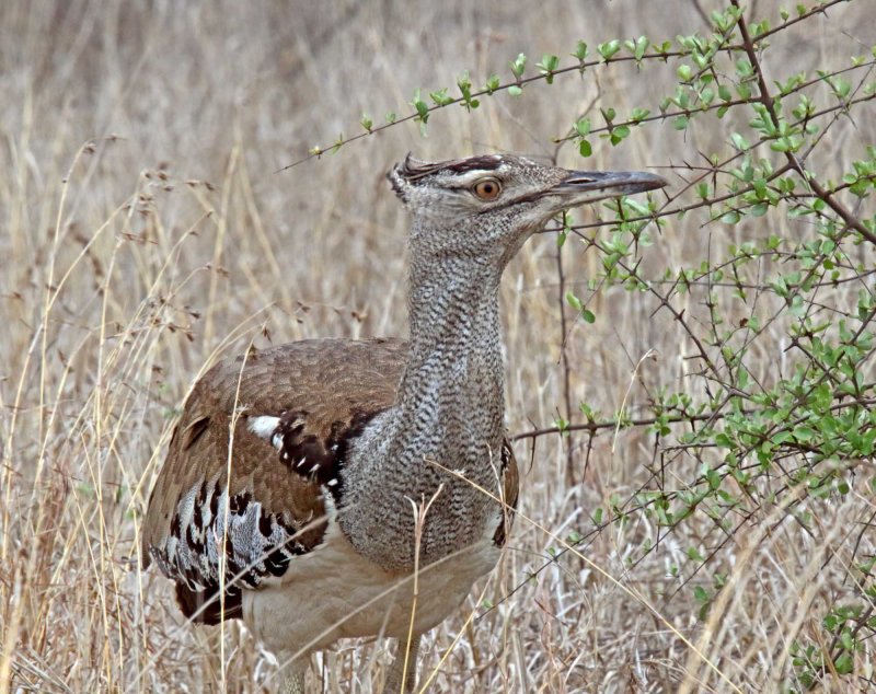 Kori Bustard_4405.jpg