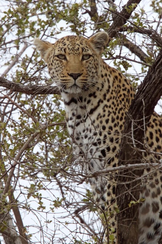 Leopard_3154.jpg