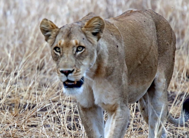 Lion - female_3973.jpg