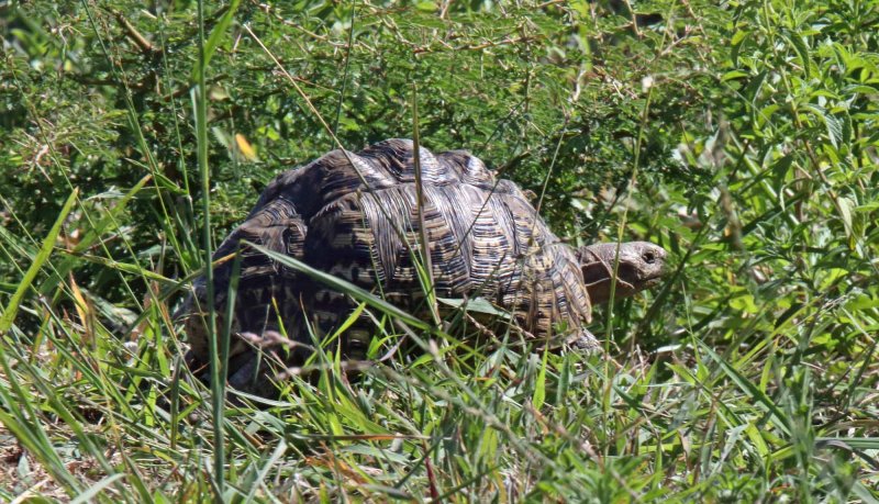 Leopard Tortoise_4675.jpg