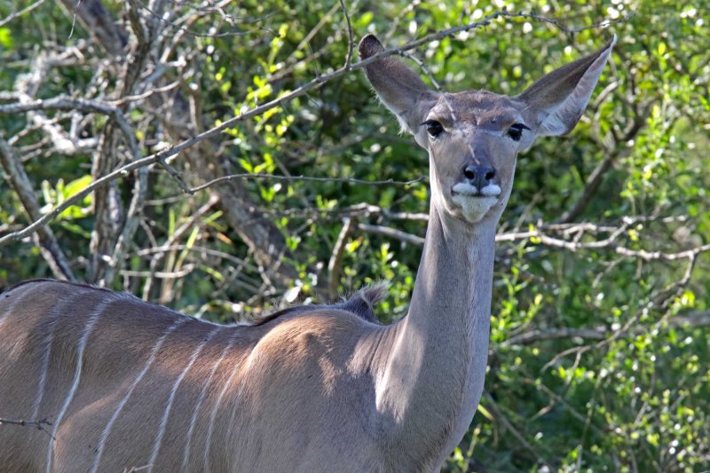 Nyala - female_4371.jpg