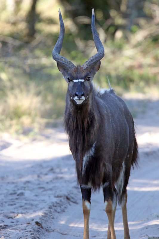 Nyala - male_5826.jpg