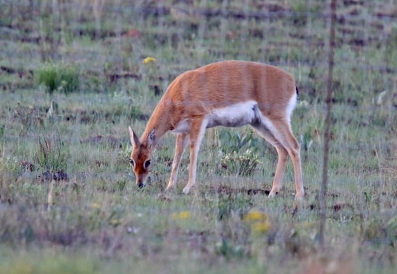 Oribi - female_6099.jpg