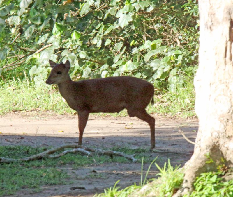 Red Duiker_5273.jpg