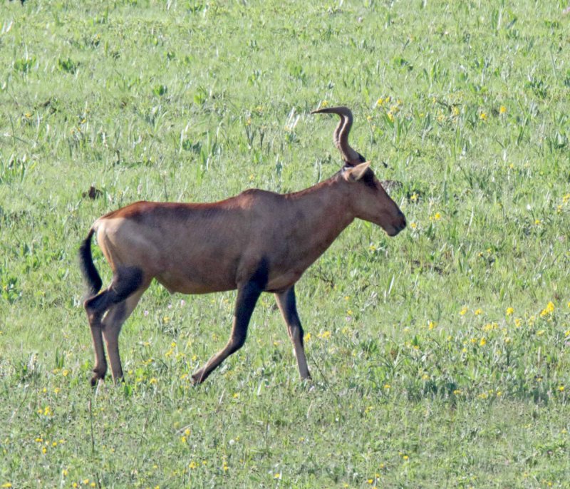 Red Hartebeest_7483.jpg