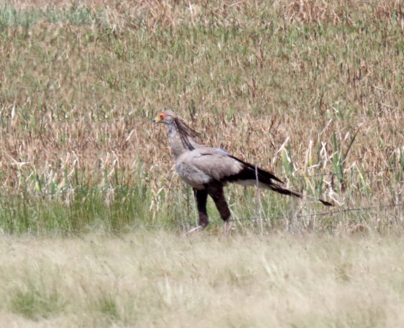 Secretarybird_7110.jpg