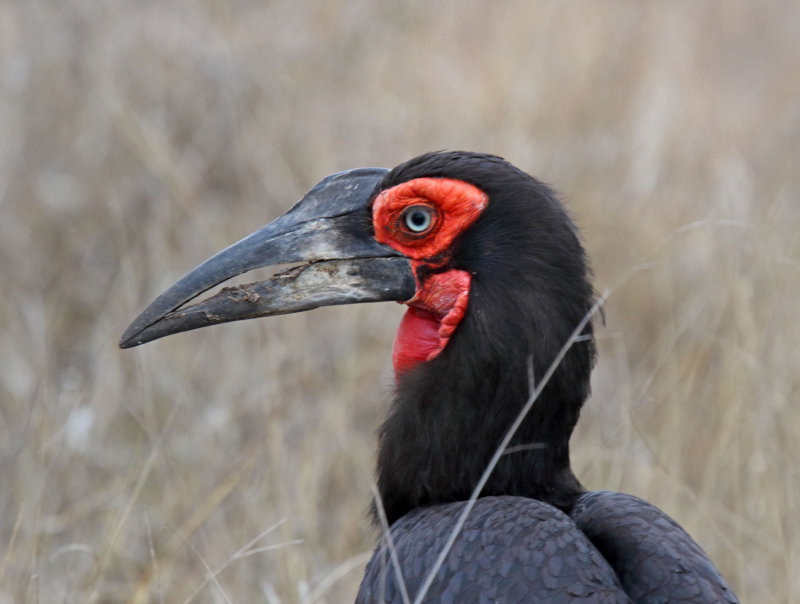 Southern Ground Hornbill_2360.jpg