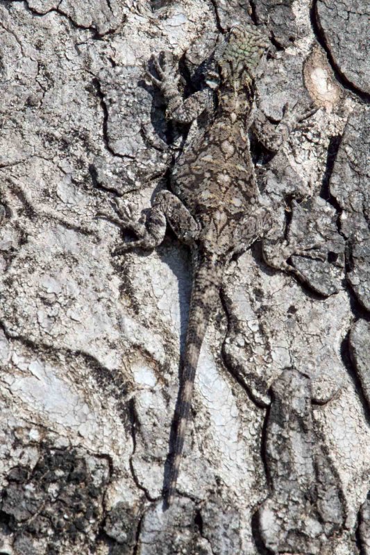 Southern Tree Agama - female_4579.jpg