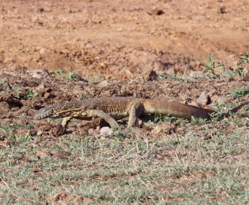 Nile Monitor_9345.jpg