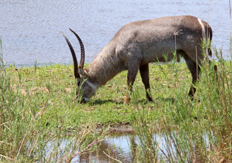 Waterbuck - male_0486.jpg