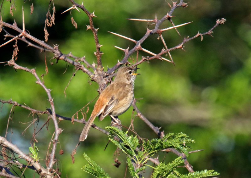 White-browed Scrub Robin_4135.jpg