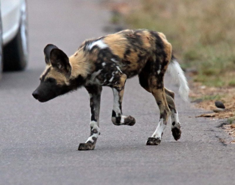 Wild Dog_2526.jpg