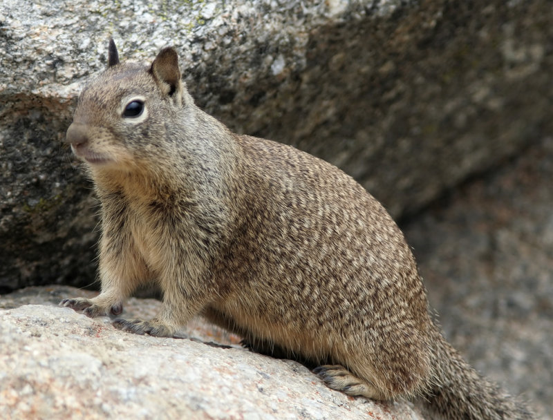 California Ground Squirrel_4507.jpg