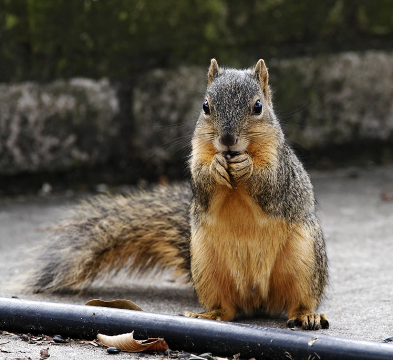 Eastern Fox Squirrel_2753.jpg