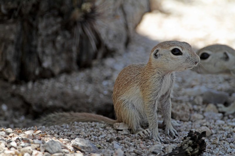 Round-tailed Ground Squirrel_0660.jpg