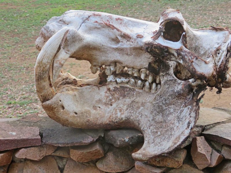 Common Hippopotamus skull_0493.jpg