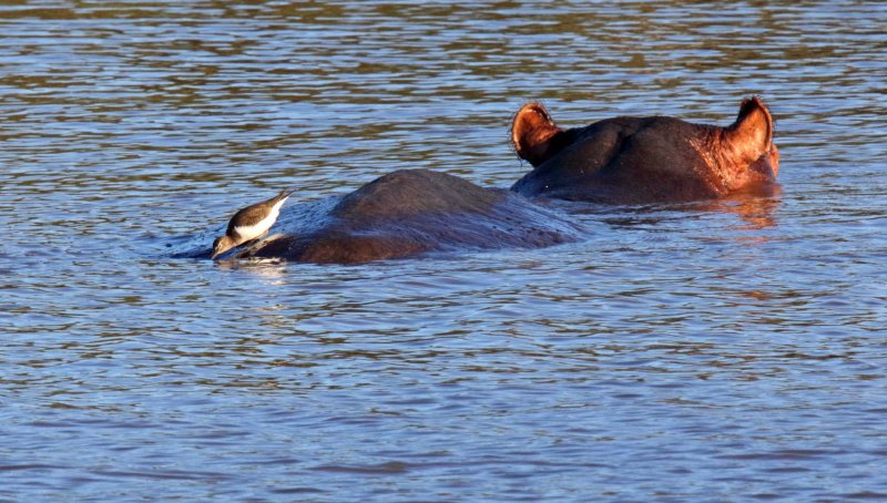 Common Hippopotamus and Common Sandpiper_2274.jpg