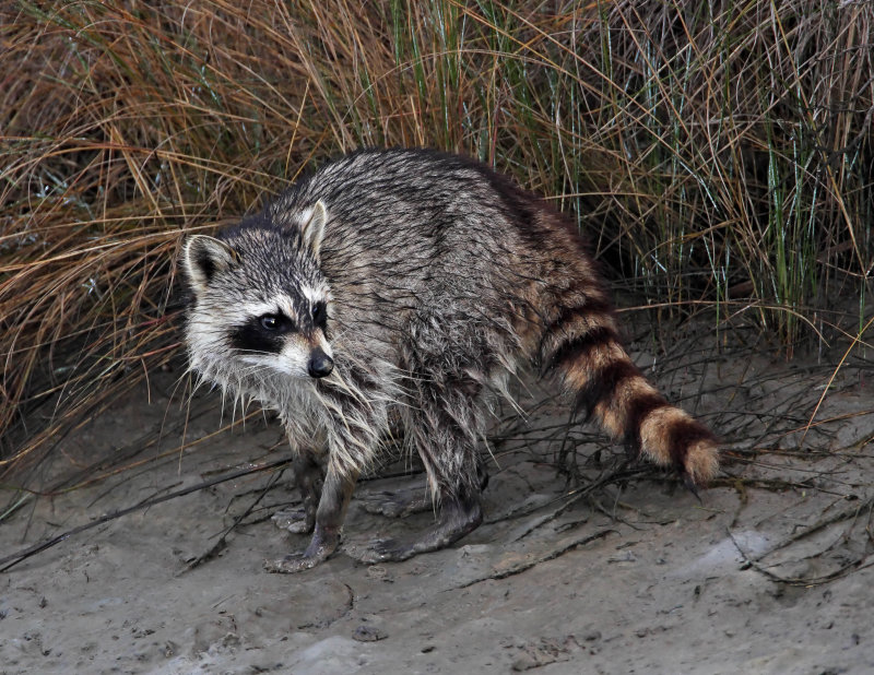 American Racoon_4089.jpg
