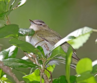 Red-eyed Vireo_5967.jpg