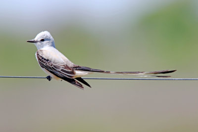 Scissor-tailed Flycatcher - male_6025.jpg