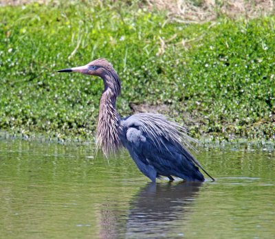 Reddish Egret_6095.jpg