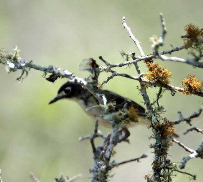 Black-capped Vireo_1584.jpg