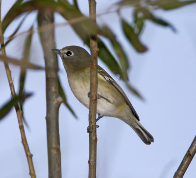 Cassins Vireo_8844.jpg