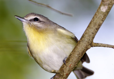 Philadelphia Vireo_5282.jpg