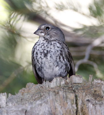 Thick-billed Fox Sparrow_2074.jpg