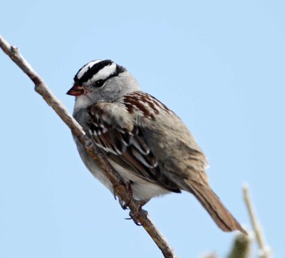 White-crowned Sparrow_3243.jpg