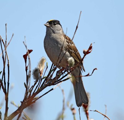 Golden-crowned Sparrow - breeding_3258.jpg