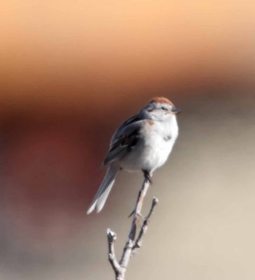 American Tree Sparrow_3189.jpg