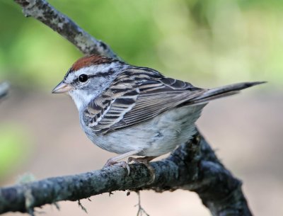 Chipping Sparrow - adult breeding_7629.jpg