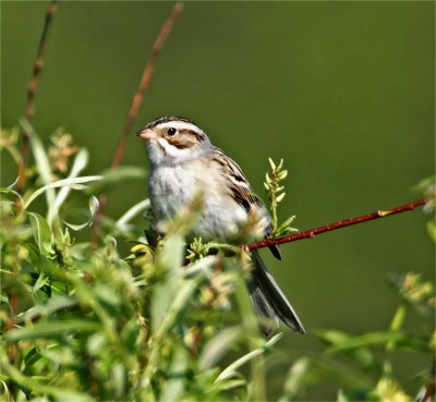 Clay-colored Sparrow - breeding_0684.jpg