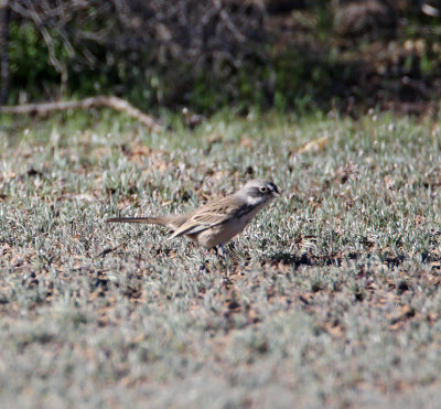 Sagebrush Sparrow_6160.jpg