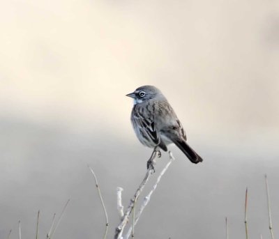 Bell's Sparrow_5970.jpg