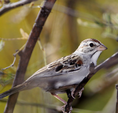 Rufous-winged Sparrow_8967.jpg