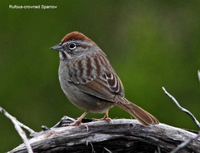 Rufous-crowned Sparrow_0304.jpg