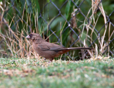 Abert's Towhee_2646.jpg