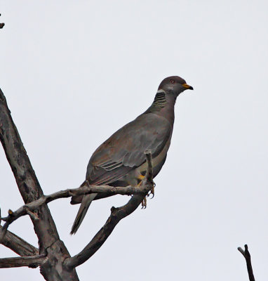 Band-tailed Pigeon_2929.jpg