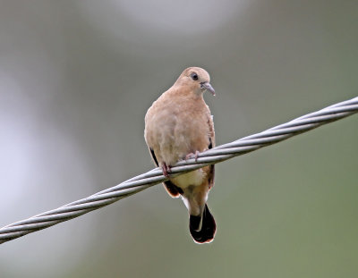 Ecuadorian Ground Dove_4598.jpg
