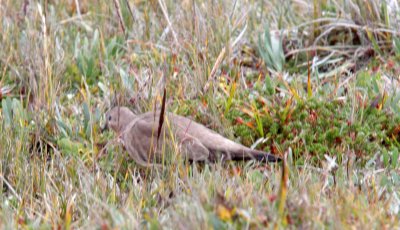 Black-winged Ground-Dove_6649.jpg