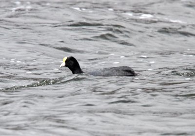 Andean Coot_6980.jpg