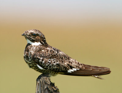 Common Nighthawk - male_2853.jpg
